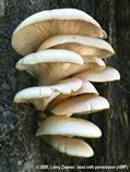 Oyster Mushroom